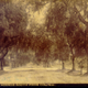 Illustration for article titled Before the Palm, the Pepper Was Southern California's Most Iconic Tree